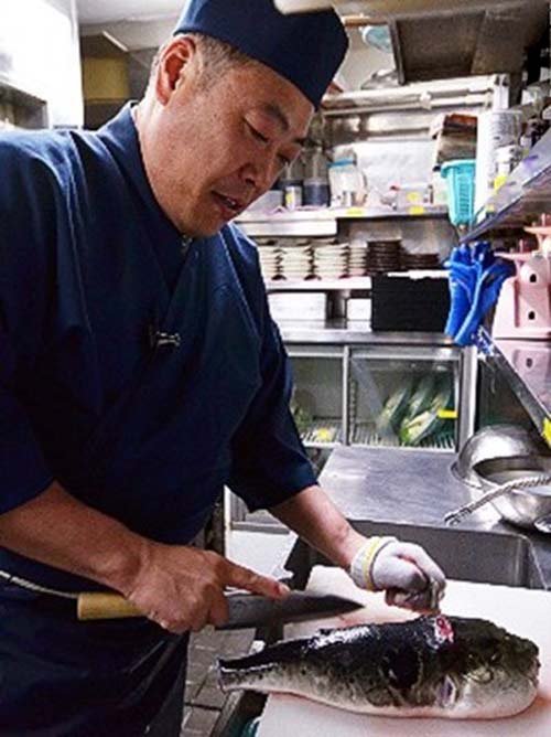Bếp trưởng chuyên chế biến món cá nóc tại Nhật Bản